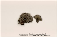 藏品(日本雪花衣)的圖片